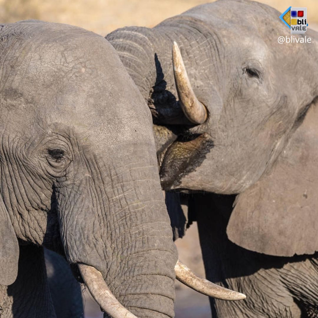 blivale_photo_047_ngorongoro_tanzania_instagram_1080x1080 image blivale_photo_047_ngorongoro_tanzania_instagram_1080x1080 TANZANIA: THE UNDESCRIBED AND EXCITING CHARM OF A SAFARI