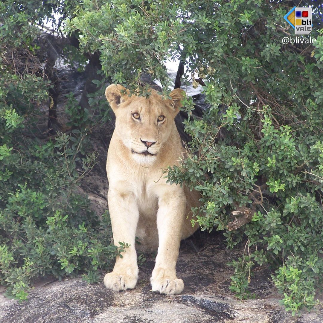 blivale_photo_048_ngorongoro_tanzania_instagram_1080x1080 image blivale_photo_048_ngorongoro_tanzania_instagram_1080x1080 TANZANIA: THE UNDESCRIBED AND EXCITING CHARM OF A SAFARI
