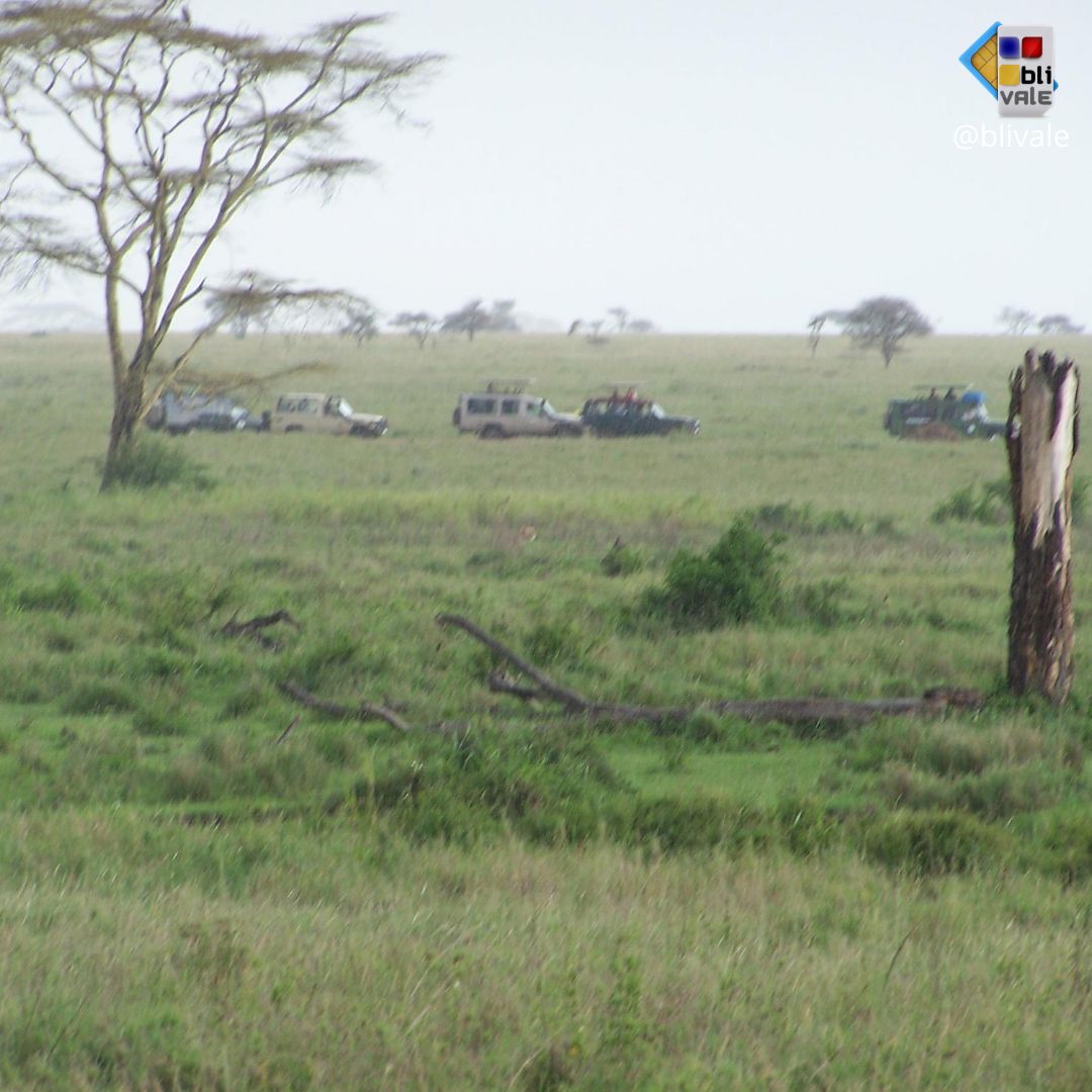 blivale_photo_049_ngorongoro_tanzania_instagram_1080x1080 image blivale_photo_049_ngorongoro_tanzania_instagram_1080x1080 TANZANIA: THE UNDESCRIBED AND EXCITING CHARM OF A SAFARI