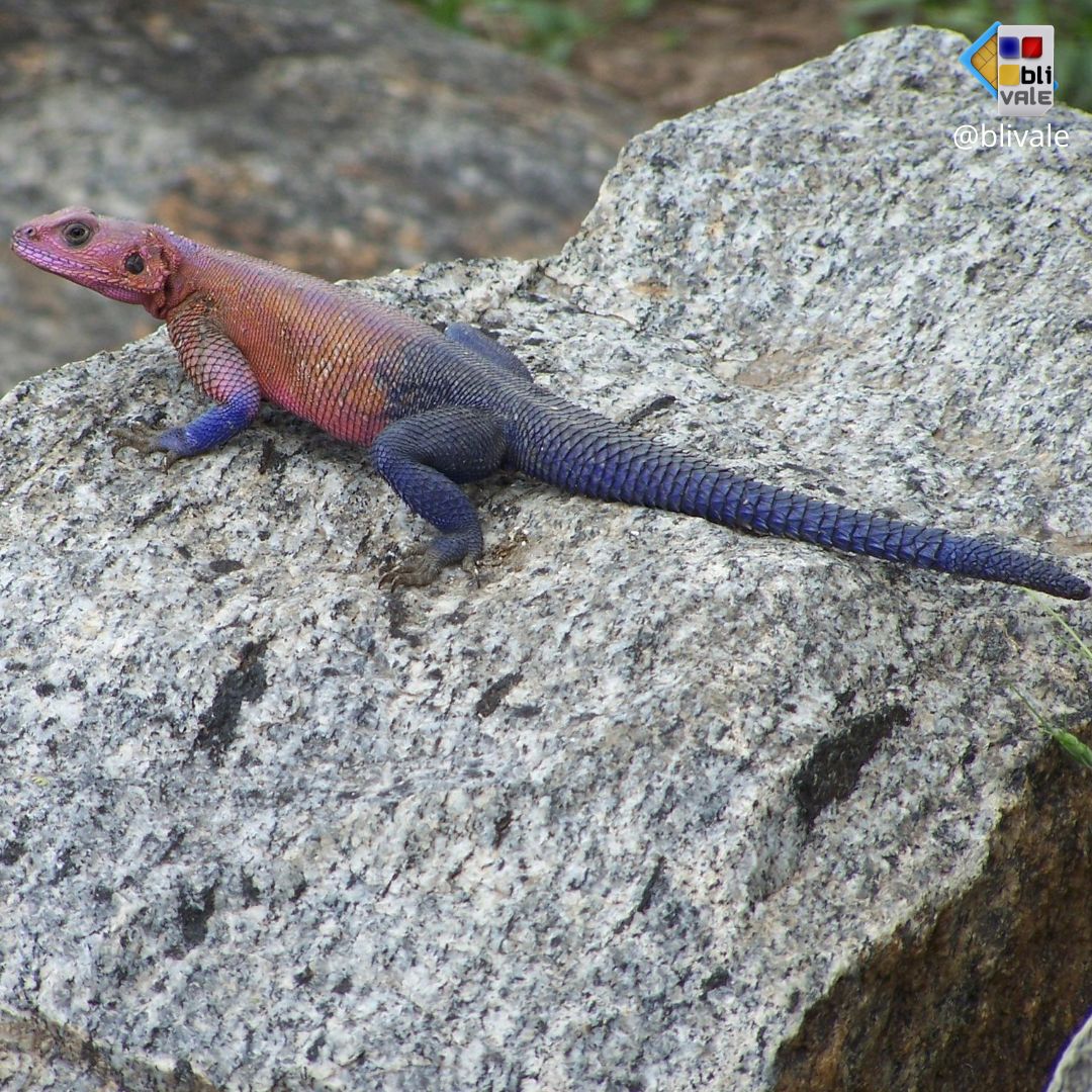blivale_photo_050_ngorongoro_tanzania_instagram_1080x1080 image blivale_photo_050_ngorongoro_tanzania_instagram_1080x1080 TANZANIA: THE UNDESCRIBED AND EXCITING CHARM OF A SAFARI