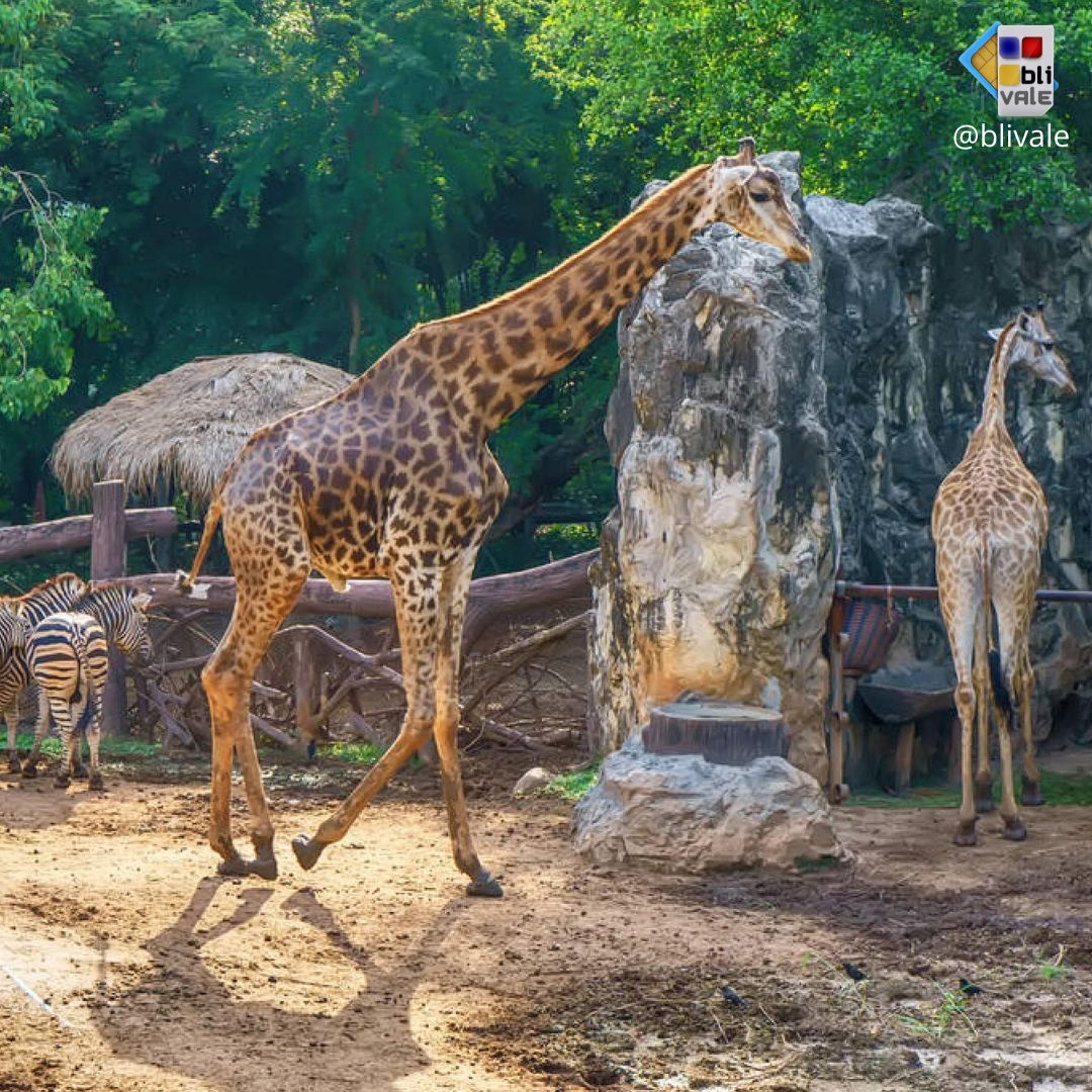 blivale_photo_051_ngorongoro_tanzania_instagram_1080x1080 image blivale_photo_051_ngorongoro_tanzania_instagram_1080x1080 TANZANIA: THE UNDESCRIBED AND EXCITING CHARM OF A SAFARI
